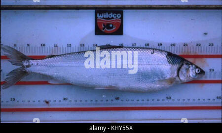 Wildco® Fish Measuring Board