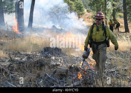 Firefighter uses driptorch to apply fire during prescribed burn Stock Photo