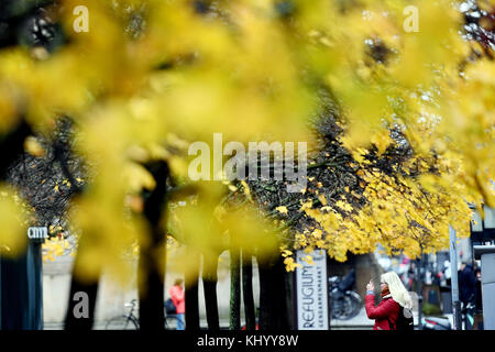 Berlin, Germany. 22nd Nov, 2017. A Canadian tourists takes pictures of the trees with yellow leaves at the Gendarmenmarkt square in Berlin, Germany, 22 November 2017. Credit: Maurizio Gambarini/dpa/Alamy Live News Stock Photo