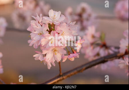 Flowers of Japanese Sakura Cherry (Prunus serrulata) on blurred background Stock Photo