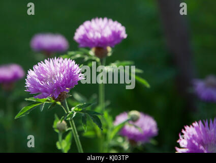 Purple flowers in a meadow Stock Photo