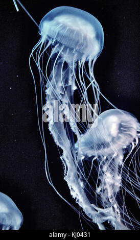 England, East Riding of Yorkshire, Kingston upon Hull city, The Deep Aquarium, Atlantic Sea;  Jellyfish Swimming In Aquarium Stock Photo