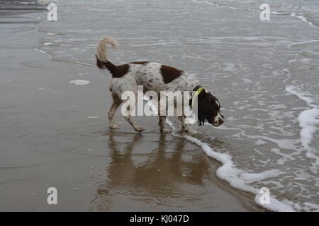 Liver and white english springer spaniel playing in the sea on the sandy beach at Barmouth Wales UK re overcast weather Stock Photo