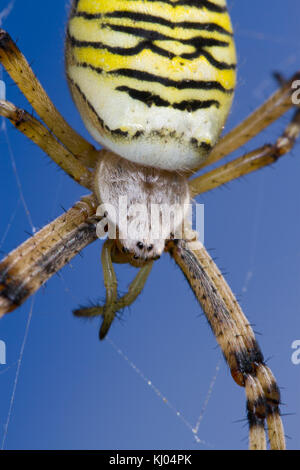 Wasp Spider (Argiope bruennichi) adult female on her web. Sussex, England. August. Stock Photo