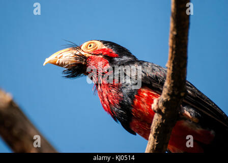 Bearded Barbet bird (Lybius dubius) Stock Photo