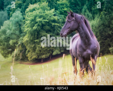 black arabian / freesian mix pony in the pasture Stock Photo