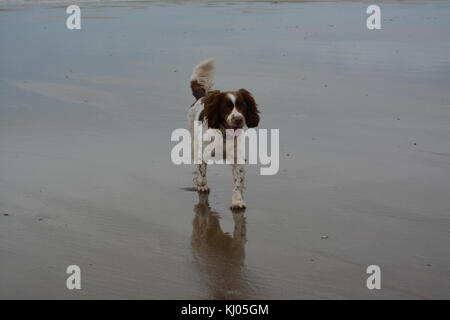 Liver and white english springer spaniel playing in the sea on the sandy beach at Barmouth Wales UK re overcast weather Stock Photo