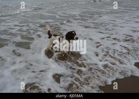Liver and white english springer spaniel playing in the sea on the sandy beach at Barmouth Wales UK re overcast weather Stock Photo