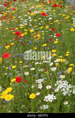 Meadow of Wild Flowers native to the British Isles. Stock Photo