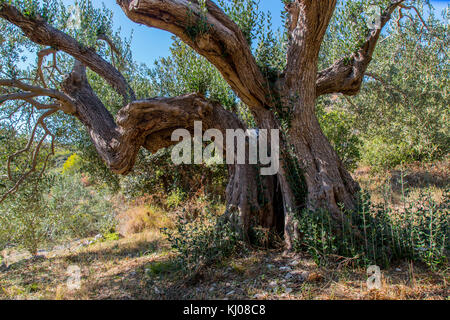 A huge old olive trunk covered with young branches Stock Photo