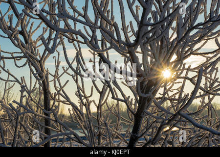 Sun peaking through some frosty branches Stock Photo