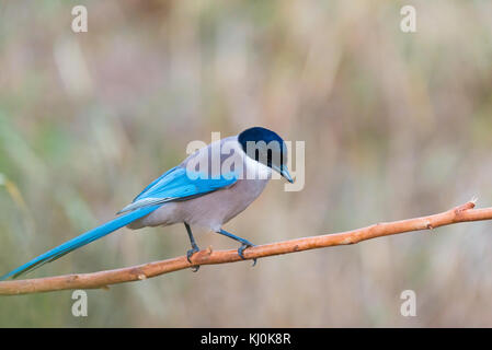 Azure-winged Magpie  or Cyanopica cyanus with copy space for text Stock Photo