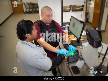 Homeland Security Investigations (HSI), in conjunction with U.S. Customs and Border Protection (CBP), U.S. Citizenship and Immigration Services (USCIS), and Enforcement and Removal Operations (ERO), conducted Operation Raging Bull. The operation, under the auspices Operation Community Shield, was designed to disrupt Mara Salvatrucha’s (MS-13) criminal enterprise by targeting members and associates who pose the greatest public safety threat and continue to provide financial support that funds their violent criminal activity. Stock Photo