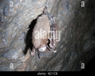 Little brown bat displaying white nose syndrome discovered at greeley mine Stock Photo