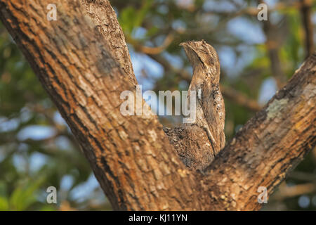 Common Potoo Stock Photo