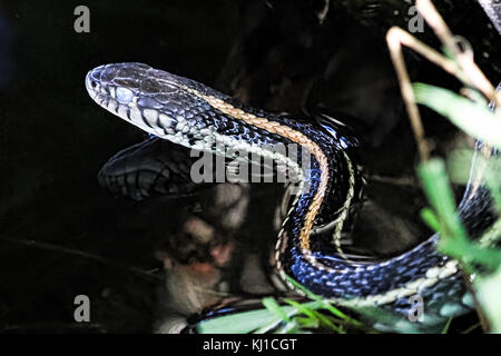 Closeup of a garter snake head with its' reflection in water. Stock Photo