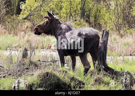 Side view of a bull moose by a swamp. Stock Photo