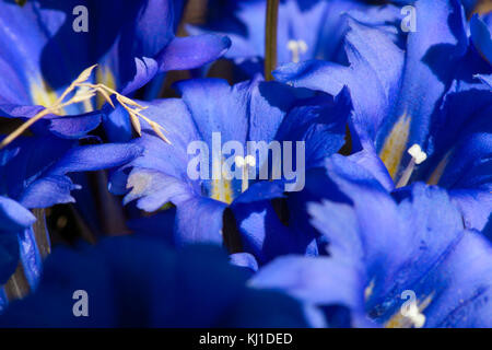 blue flowers of gentiana alpina Stock Photo