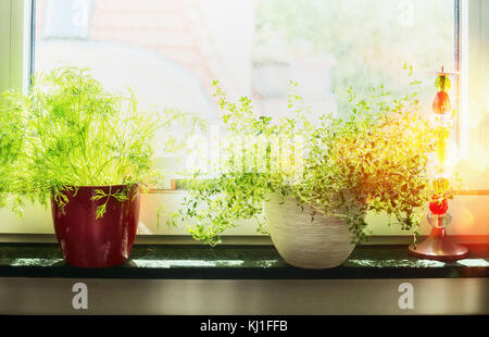 Kitchen cooking herbs in flowers pot on window still Stock Photo