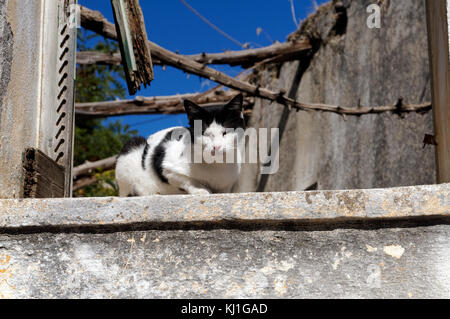 Greek cat on windowsill of derelict building, Archangelos, Rhodes, Dodecanese Islands, Greece. Stock Photo