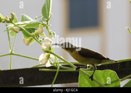 Sunbird having lunch Stock Photo