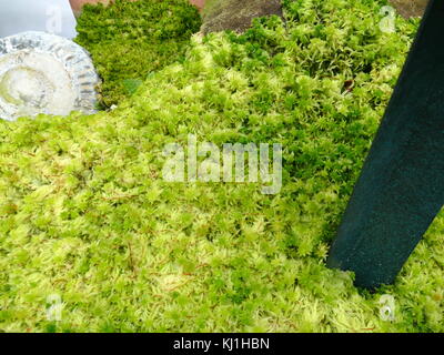 Bryophyta; Moss; a specific group of leafy lower plants, now regarded as Division Bryophyta (sensu stricto). Stock Photo