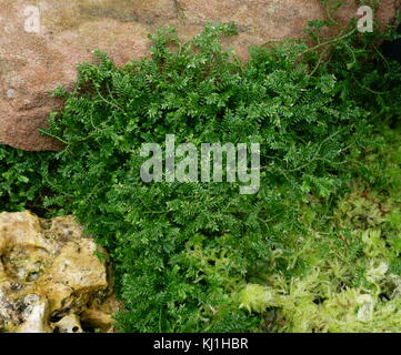 Bryophyta; Moss; a specific group of leafy lower plants, now regarded as Division Bryophyta (sensu stricto). Stock Photo