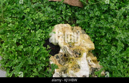 Bryophyta; Moss; a specific group of leafy lower plants, now regarded as Division Bryophyta (sensu stricto). Stock Photo