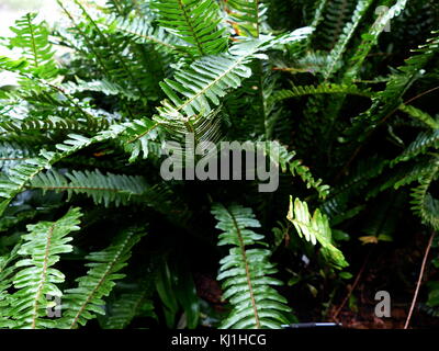 A fern is a member of a group of about 10,560 known extant species vascular plants that reproduce via spores and have neither seeds nor flowers. They differ from mosses by being vascular Stock Photo
