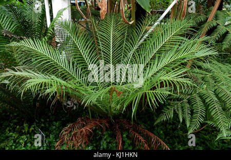 Blechnum gibbum (commonly called Silver Lady) is a 'hard fern' of the Blechnum genus in the Blechnaceae family. Stock Photo