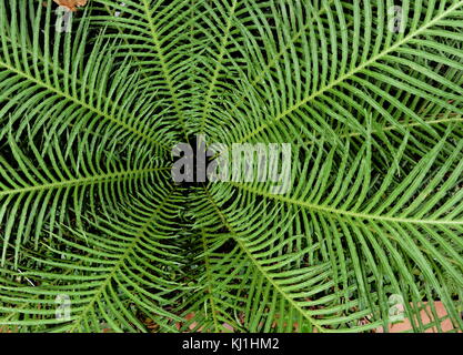 Blechnum gibbum (commonly called Silver Lady) is a 'hard fern' of the Blechnum genus in the Blechnaceae family. Stock Photo