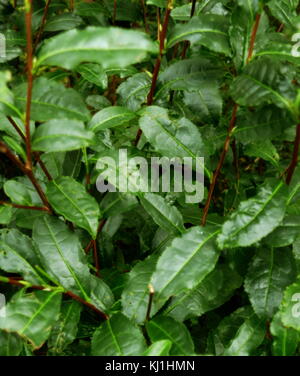 Tea plant showing leaves fully grown. Tea is an aromatic beverage commonly prepared by pouring hot or boiling water over cured leaves of the Camellia sinensis, an evergreen shrub native to Asia. After water, it is the most widely consumed drink in the world Stock Photo