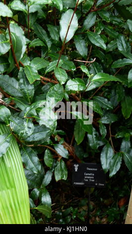 Tea plant showing leaves fully grown. Tea is an aromatic beverage commonly prepared by pouring hot or boiling water over cured leaves of the Camellia sinensis, an evergreen shrub native to Asia. After water, it is the most widely consumed drink in the world Stock Photo