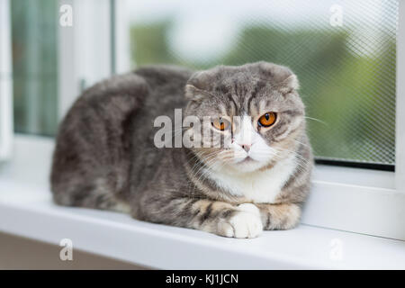 Scottish Fold cat breed with orange eyes lies on a windowsill Stock Photo