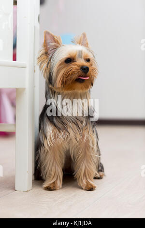 Yorkshire Terrier dog sitting on the floor Stock Photo