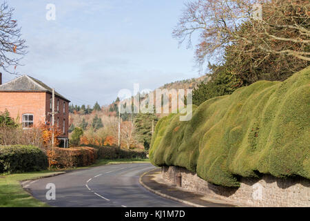 The ancient Yew hedge in the village of Brampton Bryan, Herefordshire, England, UK Stock Photo