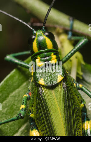 A large and brightly colored grasshopper from the jungle in Peru. Its bright colors likely serve as a warning to predators that it is toxic. Stock Photo