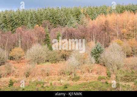 Autumn in a mixed woodland on the Welsh/English borders, Wales, UK Stock Photo