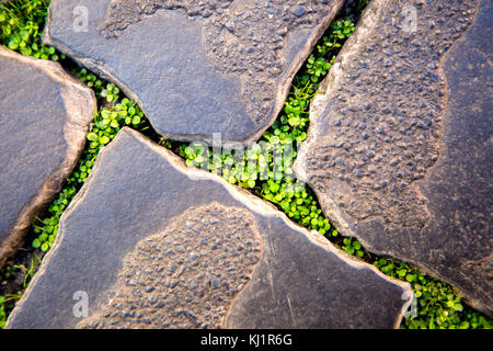 Ground Cover Between Paver Stones Stock Photo