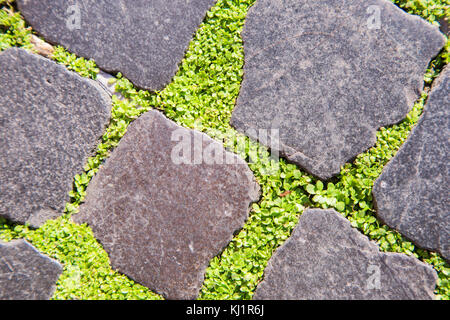 Ground Cover Between Paver Stones Stock Photo