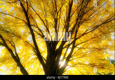 Autumn leaves in a wood in Quebec City, Canada Stock Photo