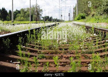 Railway and white flowers of a shepherd's bag Capsella Stock Photo
