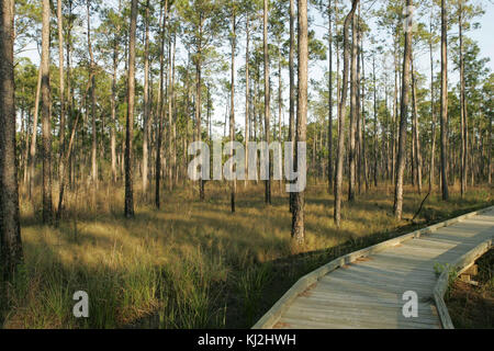 Pleasant pines forest picoides borealis Stock Photo