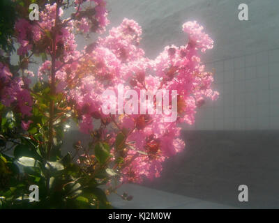 Pink lagerstroemia crape myrtle flowers in the sunlight Stock Photo