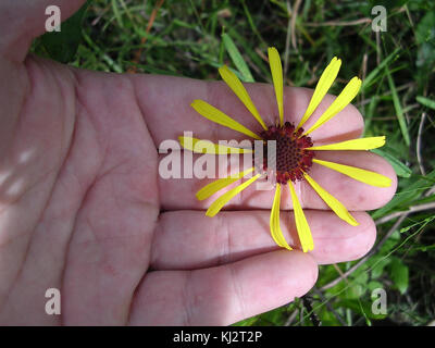 Balduina atropurpurea purple honeycomb gead Stock Photo