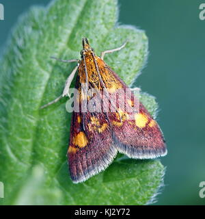 Common Purple & Gold. Pyrausta purpuralis Stock Photo