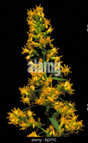 Showy goldenrod plant solidago speciosa Stock Photo