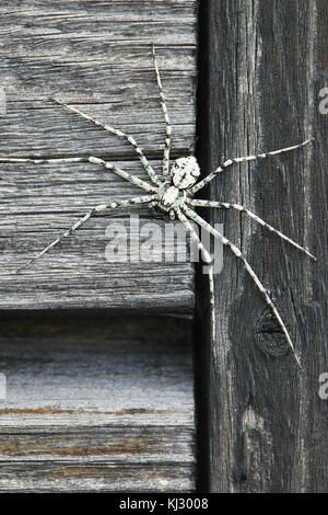 Lichen running-spider, Philodromus margaritatus Stock Photo