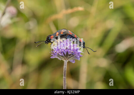 six-spot burnet moth on a purple flower in Scotland in the summer time Stock Photo