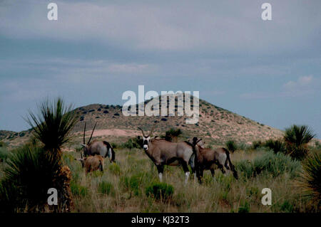 South African gemsbok oryx gazella African mammal Stock Photo